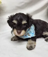Camp, a male Schnoodle for sale in Bolivar, MO – 2 of 6