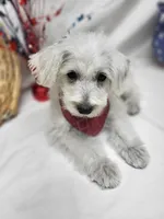 Raffles, a male Schnoodle for sale in Bolivar, MO – 6 of 10