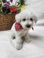 Raffles, a male Schnoodle for sale in Bolivar, MO – 5 of 6