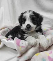 Lady, a female Miniature Aussiedoodle for sale in Bolivar, MO – 2 of 5