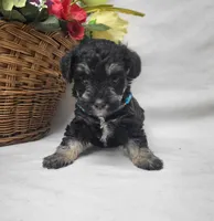 Muffin, a female Schnoodle for sale in Bolivar, MO – 2 of 8