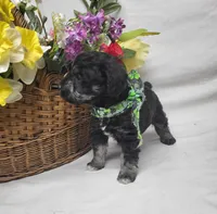 Jagger, a male Schnoodle for sale in Bolivar, MO – 9 of 9