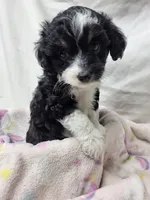 Sweetie, a female Miniature Aussiedoodle for sale in Bolivar, MO – 5 of 5