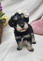 Bella, a female Schnoodle for sale in Bolivar, MO – 2 of 5
