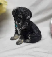 Muffin, a female Schnoodle for sale in Bolivar, MO – 4 of 8
