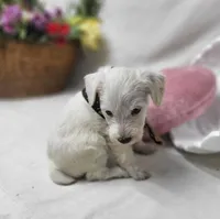 King, a male Schnoodle for sale in Bolivar, MO – 4 of 7