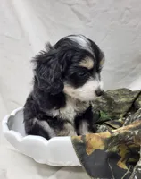 Pongo, a male Miniature Aussiedoodle for sale in Bolivar, MO – 5 of 6