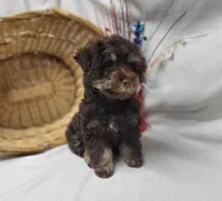 Chip (hold), a male Schnoodle for sale in Bolivar, MO – 3 of 9
