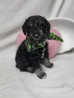 Jagger, a male Schnoodle for sale in Bolivar, MO – 3 of 9