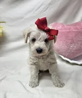 Diamond, a female Schnoodle for sale in Bolivar, MO – 2 of 7
