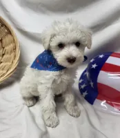 Jefferson, a male Schnoodle for sale in Bolivar, MO – 5 of 7