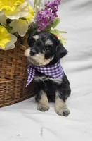 Dash, a male Schnoodle for sale in Bolivar, MO – 3 of 9