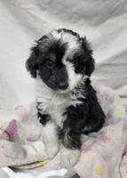 Amanda, a female Miniature Aussiedoodle for sale in Bolivar, MO – 4 of 5