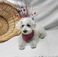 Raffles, a male Schnoodle for sale in Bolivar, MO – 8 of 10