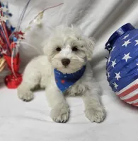 Jefferson, a male Schnoodle for sale in Bolivar, MO – 1 of 9