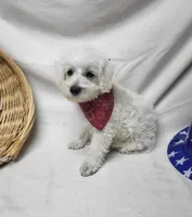 Raffles, a male Schnoodle for sale in Bolivar, MO – 3 of 9