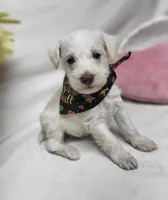 King, a male Schnoodle for sale in Bolivar, MO – 2 of 7