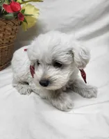 Raffles, a male Schnoodle for sale in Bolivar, MO – 6 of 6