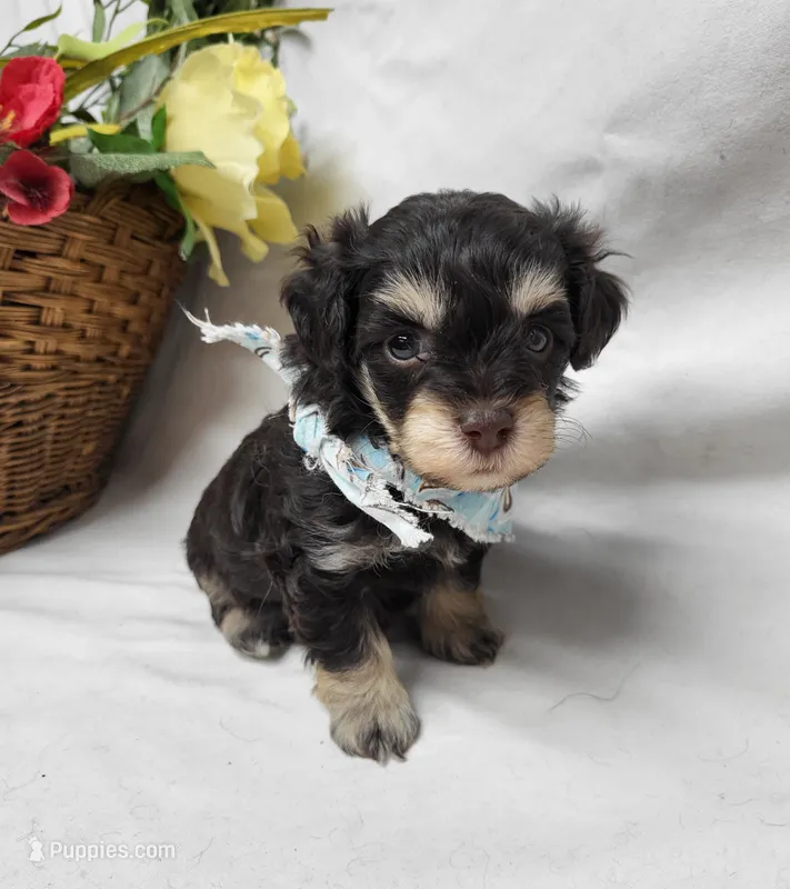 Camp – Schnoodle puppy for sale in Bolivar, MO