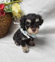 Camp, a male Schnoodle for sale in Bolivar, MO – 1 of 6