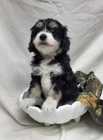 Pongo, a male Miniature Aussiedoodle for sale in Bolivar, MO – 3 of 6