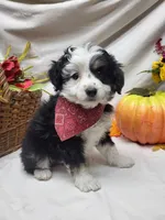 Paddy (hold), a male Miniature Aussiedoodle for sale in Bolivar, MO – 2 of 7