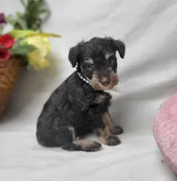 Cocoa, a female Schnoodle for sale in Bolivar, MO – 4 of 9