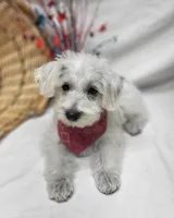 Raffles, a male Schnoodle for sale in Bolivar, MO – 1 of 10