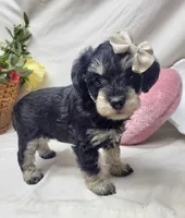 Bella, a female Schnoodle for sale in Bolivar, MO – 5 of 5