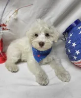 Jefferson, a male Schnoodle for sale in Bolivar, MO – 6 of 9
