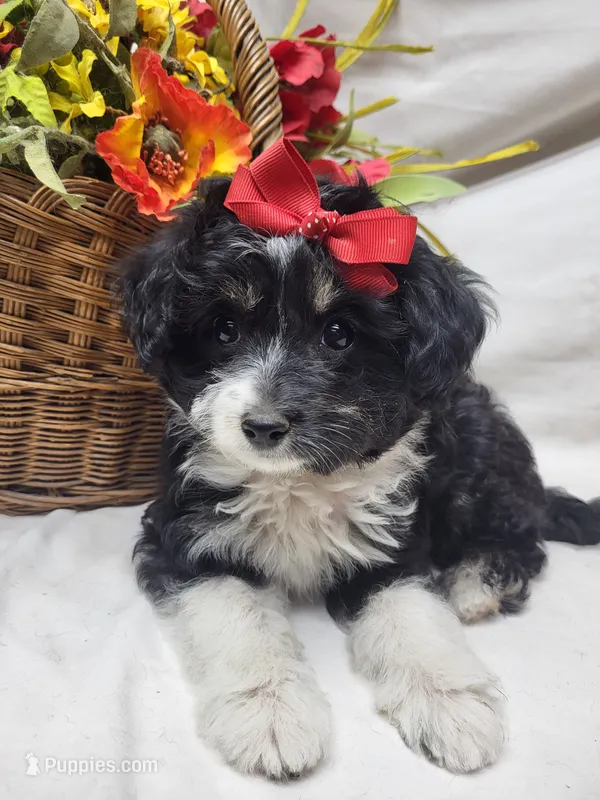 Sweetie – Miniature Aussiedoodle puppy for sale in Bolivar, MO