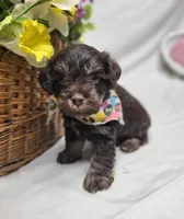 Chip, a male Schnoodle for sale in Bolivar, MO – 6 of 6