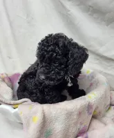 Duchess, a female Poodle - Miniature  for sale in Bolivar, MO – 6 of 6
