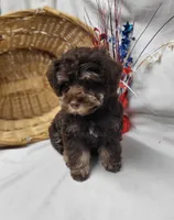 Chip (hold), a male Schnoodle for sale in Bolivar, MO – 4 of 9