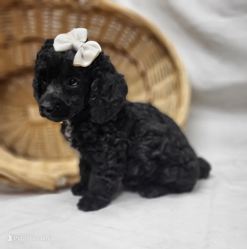 Duches – Poodle - Miniature  puppy for sale in Bolivar, MO