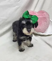 Ivy, a female Schnoodle for sale in Bolivar, MO – 2 of 9