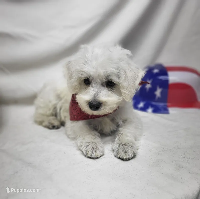Raffles – Schnoodle puppy for sale in Bolivar, MO