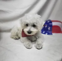 Raffles, a male Schnoodle for sale in Bolivar, MO – 1 of 9