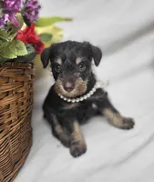 Cocoa, a female Schnoodle for sale in Bolivar, MO – 2 of 9