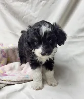 Sweetie, a female Miniature Aussiedoodle for sale in Bolivar, MO – 1 of 5