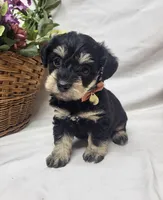 Bailey, a female Schnoodle for sale in Bolivar, MO – 7 of 7