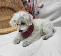 Raffles, a male Schnoodle for sale in Bolivar, MO – 7 of 10