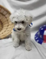 Jefferson, a male Schnoodle for sale in Bolivar, MO – 2 of 7