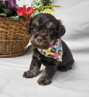 Chip, a male Schnoodle for sale in Bolivar, MO – 5 of 6