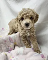 Precious, a female Poodle - Miniature  for sale in Bolivar, MO – 5 of 5