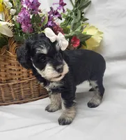 Bella, a female Schnoodle for sale in Bolivar, MO – 3 of 5
