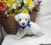 Jefferson, a male Schnoodle for sale in Bolivar, MO – 4 of 7