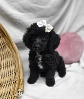 Duches, a female Poodle - Miniature  for sale in Bolivar, MO – 2 of 8