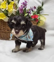 Camp, a male Schnoodle for sale in Bolivar, MO – 6 of 6