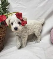 Diamond, a female Schnoodle for sale in Bolivar, MO – 7 of 7